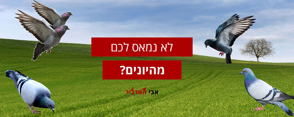 הרחקת יונים בצפון